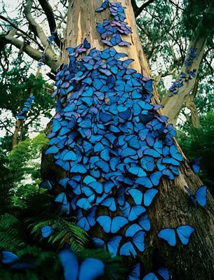 enxame-de-borboletas-1.jpg?w=365&h=479